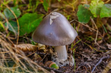 Amanita vaginata. Photo has been taken in the natural forest background.Natural mushroom growing in a forest.Autumn time in the forest. clipart