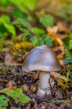 Amanita vajinası. Fotoğraf ormanın arka planında çekildi. Ormanda yetişen doğal mantar. Ormanda geçen bir sonbahar zamanı..