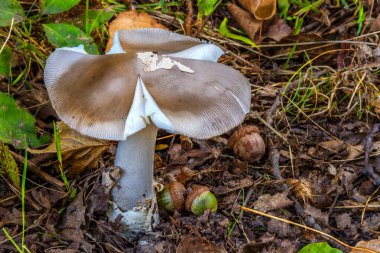Amanita vajinası. Fotoğraf ormanın arka planında çekildi. Ormanda yetişen doğal mantar. Ormanda geçen bir sonbahar zamanı..
