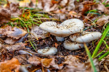 Mantarları sonbahar ormanlarında yaprakları olan bir grup mantar. Mantar gerçek bir mantardır (Latince Lactarius resimus). Vahşi ormanda mantar avı için kullanılan bir bıçak. Temel mantar mantarı. Mikrodoz..