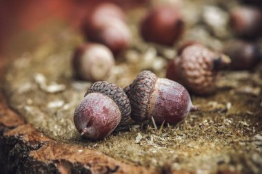 Forrest 'ta bir kütüğün üzerinde oturan meşe ağacının mısır meyvesi meşe parkında mısır, yakın plan, yazı yazmak için yer