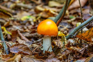 Amanita caesarea, Sezar mantarı olarak bilinir. Lezzetli, vahşi mantarlar ormanda yetişir. Ormanda sonbahar zamanı..