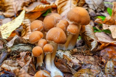 Mantarlar ormanda yetişir. Güz ormanlarında mantar grupları yapraklarla büyür. Ormanda sonbahar zamanı.