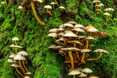 Ormandaki yosun kaplı ağaç kütüğünde yetişen çeşitli mantarlar. Sonbahar ormanlarında yapraklarla birlikte grup mantarları. Ormanda sonbahar zamanı.