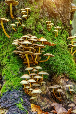 Ormandaki yosun kaplı ağaç kütüğünde yetişen çeşitli mantarlar. Sonbahar ormanlarında yapraklarla birlikte grup mantarları. Ormanda sonbahar zamanı.