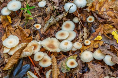 Mantarlar ormanda yetişir. Güz ormanlarında mantar grupları yapraklarla büyür. Ormanda sonbahar zamanı.