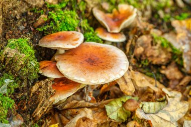 Mantarlar ormanda yetişir. Güz ormanlarında mantar grupları yapraklarla büyür. Ormanda sonbahar zamanı.