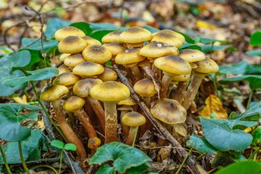 Armillaria mellea, Armillaridae familyasından Armillaridae familyasından bir mantar türü..