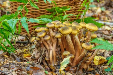 Armillaria mellea, Armillaridae familyasından Armillaridae familyasından bir mantar türü..