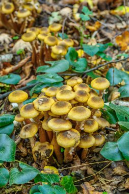 Armillaria mellea, Armillaridae familyasından Armillaridae familyasından bir mantar türü..