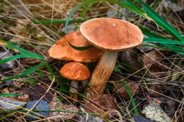 Çörek mantarı çimenlerde yetişiyor. Gribin güzel kahverengi şapkası ilginin odak noktasıdır. Vejetaryen diyeti. Ormandaki Ukrayna Karpatları 'nda mantar yetişir..