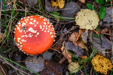 Ormanın arka planına karşı kızıl sinekler. Zehirli ve halüsinojen mantarlı Uçan Agarik sonbahar ormanlarının arka planında. Manita muscaria. İlham verici doğal sonbahar manzarası