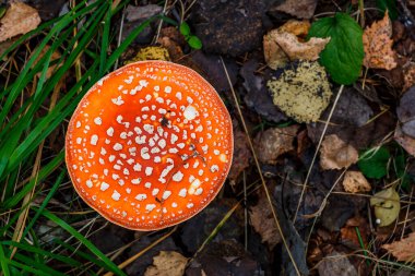 Ormanın arka planına karşı kızıl sinekler. Zehirli ve halüsinojen mantarlı Uçan Agarik sonbahar ormanlarının arka planında. Manita muscaria. İlham verici doğal sonbahar manzarası