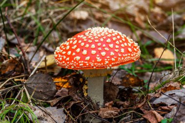 Ormanın arka planına karşı kızıl sinekler. Zehirli ve halüsinojen mantarlı Uçan Agarik sonbahar ormanlarının arka planında. Manita muscaria. İlham verici doğal sonbahar manzarası