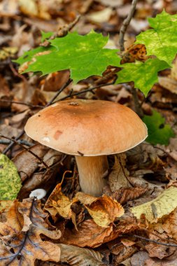 Ormandaki mantar, bolet, boletus. Yeşil arka planda beyaz mantar. Ormanda yetişen doğal beyaz mantar..