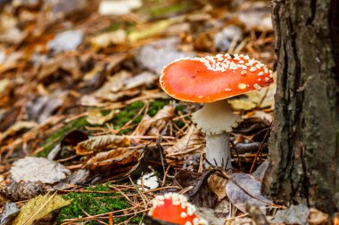 Ormanın arka planına karşı kızıl sinekler. Zehirli ve halüsinojen mantarlı Uçan Agarik sonbahar ormanlarının arka planında. Manita muscaria. İlham verici doğal sonbahar manzarası