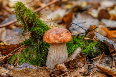 Ormandaki mantar, bolet, boletus. Yeşil arka planda beyaz mantar. Ormanda yetişen doğal beyaz mantar..
