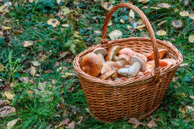 Ormandaki hasat sepetinde yenebilir farklı porcini mantarları yeni hasat edildi. Ormanda porcini toplayın.
