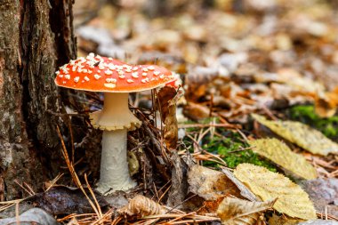 Ormanın arka planına karşı kızıl sinekler. Zehirli ve halüsinojen mantarlı Uçan Agarik sonbahar ormanlarının arka planında. Manita muscaria. İlham verici doğal sonbahar manzarası
