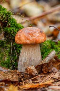 Ormandaki mantar, bolet, boletus. Yeşil arka planda beyaz mantar. Ormanda yetişen doğal beyaz mantar..