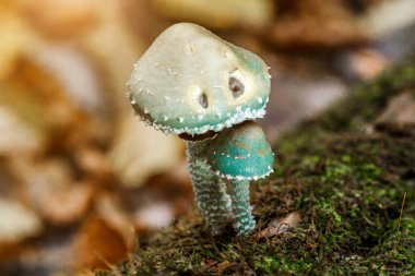 Stropharia aeruginosa, commonly known as the verdigris agaric, Blue mushroom.is a medium-sized green, slimy woodland mushroom, found on lawns, mulch and woodland from spring to autumn. clipart