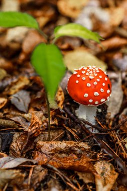 Ormanın arka planına karşı kızıl sinekler. Zehirli ve halüsinojen mantarlı Uçan Agarik sonbahar ormanlarının arka planında. Manita muscaria. İlham verici doğal sonbahar manzarası