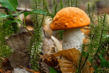 Çörek mantarı çimenlerde yetişiyor. Gribin güzel kahverengi şapkası ilginin odak noktasıdır. Vejetaryen diyeti. Ormandaki Ukrayna Karpatları 'nda mantar yetişir..