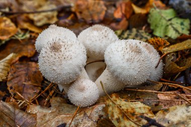 Yaygın tütsülenmiş tütsülenmiş top (Lycoperdon Perlatum) adı verilen bir mantarın yakın plan çekimi. Sonbahar ormanında beyaz mantarlar.
