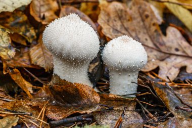Yaygın tütsülenmiş tütsülenmiş top (Lycoperdon Perlatum) adı verilen bir mantarın yakın plan çekimi. Sonbahar ormanında beyaz mantarlar.