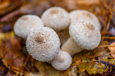 Yaygın tütsülenmiş tütsülenmiş top (Lycoperdon Perlatum) adı verilen bir mantarın yakın plan çekimi. Sonbahar ormanında beyaz mantarlar.