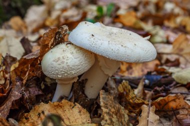 Amanita strobiliforis - ölüm başlığı, Amanita cinsindeki birçok zehirli bazidiyomicete mantarından biridir. Mantar, ormanda Karpat Dağları 'nda yetişir..