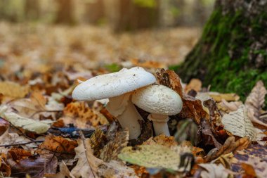 Amanita strobiliforis - ölüm başlığı, Amanita cinsindeki birçok zehirli bazidiyomicete mantarından biridir. Mantar, ormanda Karpat Dağları 'nda yetişir..