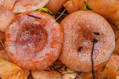 Yenilebilir mantarlı sepet. Süt kapağı (Lactarius deliciosus) mantarı. Namı diğer kırmızı çam mantarları namı diğer Lactarius deliciosus bir çimenlikte, doğal ortamdaki lezzetli yenilebilir mantarlar.,