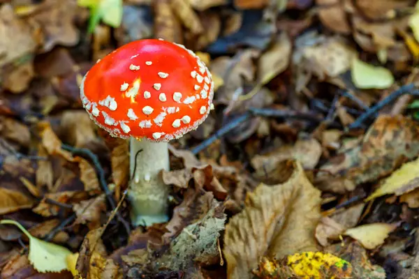 Ormanın arka planına karşı kızıl sinekler. Zehirli ve halüsinojen mantarlı Uçan Agarik sonbahar ormanlarının arka planında. Manita muscaria. İlham verici doğal sonbahar manzarası