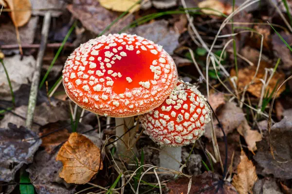Ormanın arka planına karşı kızıl sinekler. Zehirli ve halüsinojen mantarlı Uçan Agarik sonbahar ormanlarının arka planında. Manita muscaria. İlham verici doğal sonbahar manzarası
