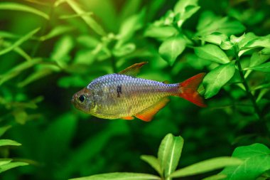 A green beautiful planted tropical freshwater aquarium with fishes and shrimps.Colombian Tetra (Hyphessobrycon columbianus) beautiful ornamental fish from Colombia clipart