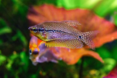 A green beautiful planted tropical freshwater aquarium with fishes and shrimps.Pearl gourami (Trichopodus leerii), also known as the mosaic gourami. clipart