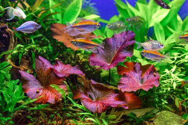 A green beautiful planted tropical freshwater aquarium with fishes and shrimps.A Congo tetra, Phenacogrammus interruptus, with water plants. clipart