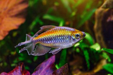 A green beautiful planted tropical freshwater aquarium with fishes and shrimps.A Congo tetra, Phenacogrammus interruptus, with water plants. clipart