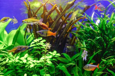 Balıklı ve karidesli tropikal tatlı su akvaryumu. Boeseman 'ın gökkuşağı balığı - Melanotaenia boesemani, su bitkileriyle..
