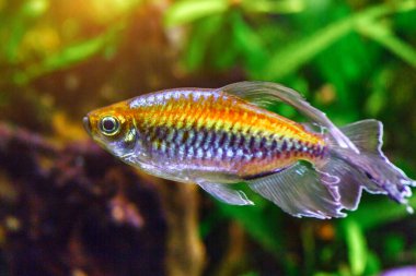 Balıklı ve karidesli tropikal tatlı su akvaryumu. Kongo tetrası, fenogrammus kesintisi, su bitkileri..