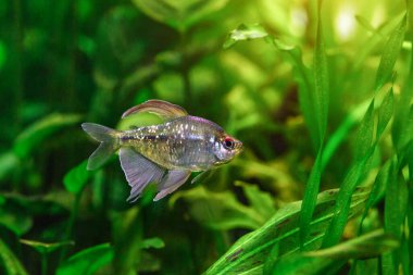 Akvaryumda, içinde balık ve karides bulunan tropikal tatlı su akvaryumu. Elmas tetra (Moenkhausia pittieri). T, (Characidae) familyasından bir tatlı su balığıdır.).