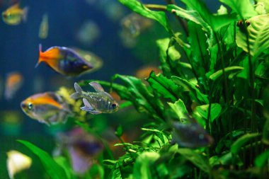 A green beautiful planted tropical freshwater aquarium with fishes and shrimps.Boeseman's rainbowfish - Melanotaenia boesemani,with water plants. clipart