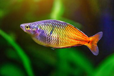 A green beautiful planted tropical freshwater aquarium with fishes and shrimps.Boeseman's rainbowfish - Melanotaenia boesemani,with water plants. clipart