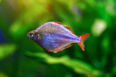 Balıklı ve karidesli tropikal tatlı su akvaryumu. Tatlı su akvaryumunda cüce yağmur balığı Melanotaenia praecox.