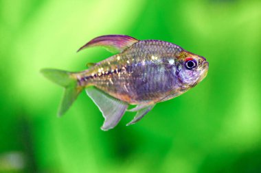 Akvaryumda, içinde balık ve karides bulunan tropikal tatlı su akvaryumu. Elmas tetra (Moenkhausia pittieri). T, (Characidae) familyasından bir tatlı su balığıdır.).