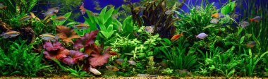 A green beautiful planted tropical freshwater aquarium with fishes.Fish tank decorative.Underwater jungle in tropical fresh water aquarium with live dense red and green plants and shrimps clipart