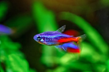 Yeşil, güzel bir tropikal tatlı su akvaryumu. Balıklı ve karidesli. Bitkiler ve tatlı su akvaryumunda neon tetra balığı..