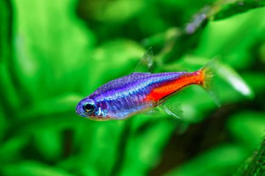 Yeşil, güzel bir tropikal tatlı su akvaryumu. Balıklı ve karidesli. Bitkiler ve tatlı su akvaryumunda neon tetra balığı..