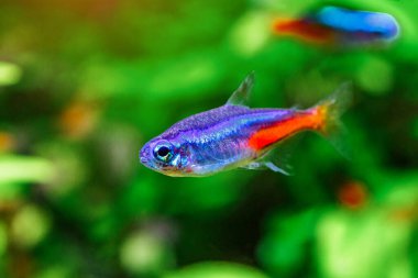 Yeşil, güzel bir tropikal tatlı su akvaryumu. Balıklı ve karidesli. Bitkiler ve tatlı su akvaryumunda neon tetra balığı..